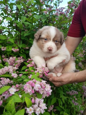 Les chiots de Berger Australien