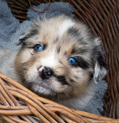 Les chiots de Berger Australien