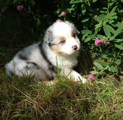 Les chiots de Berger Australien