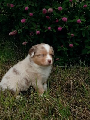 Les chiots de Berger Australien