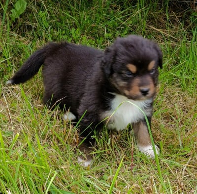 Les chiots de Berger Australien