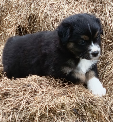 Les chiots de Berger Australien