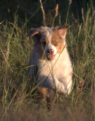 Les chiots de Berger Australien