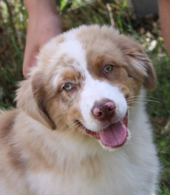 Les chiots de Berger Australien