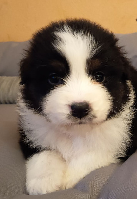 Les chiots de Berger Australien