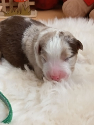 Les chiots de Berger Australien