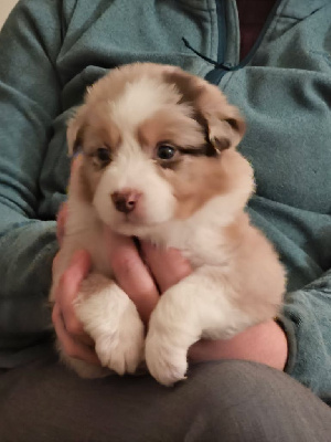 Les chiots de Berger Australien