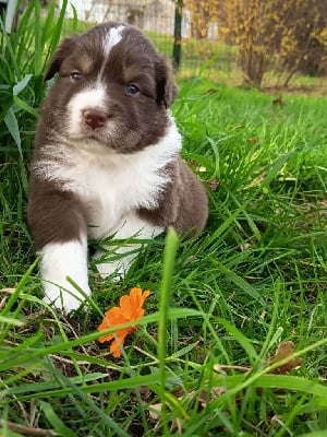 Les chiots de Berger Australien