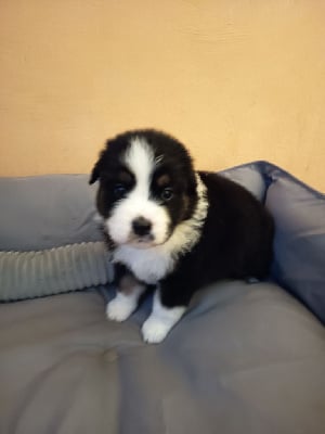 Les chiots de Berger Australien