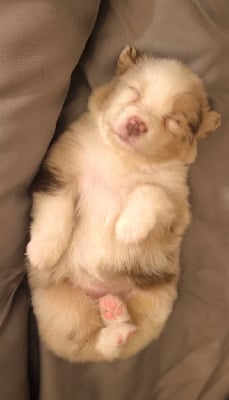 Les chiots de Berger Australien