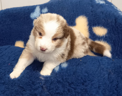 Les chiots de Berger Australien