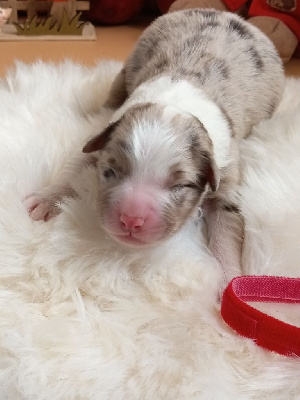 Les chiots de Berger Australien