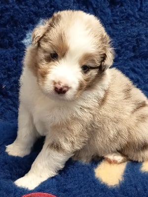 Les chiots de Berger Australien
