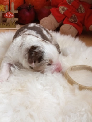 Les chiots de Berger Australien