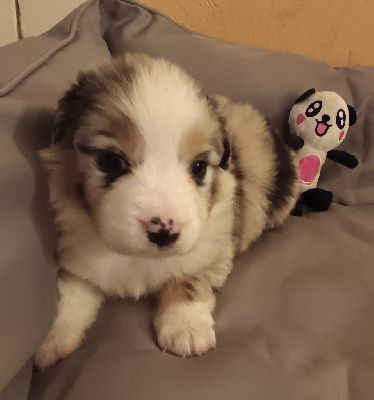 Les chiots de Berger Australien