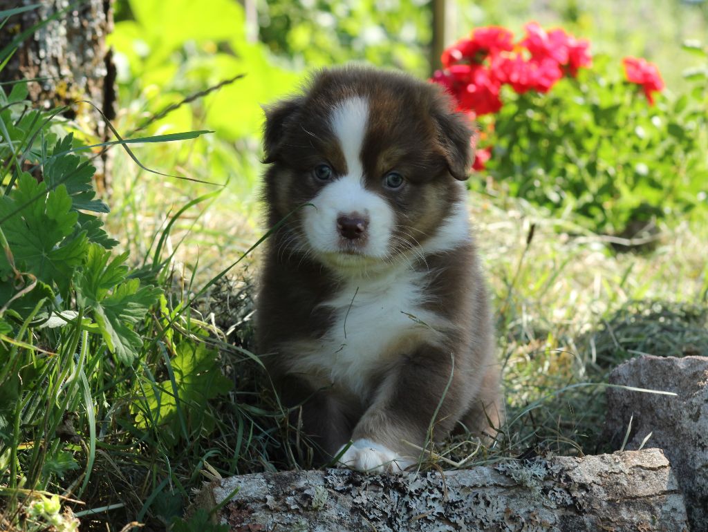 V'là L'Joli Vent femelle 1