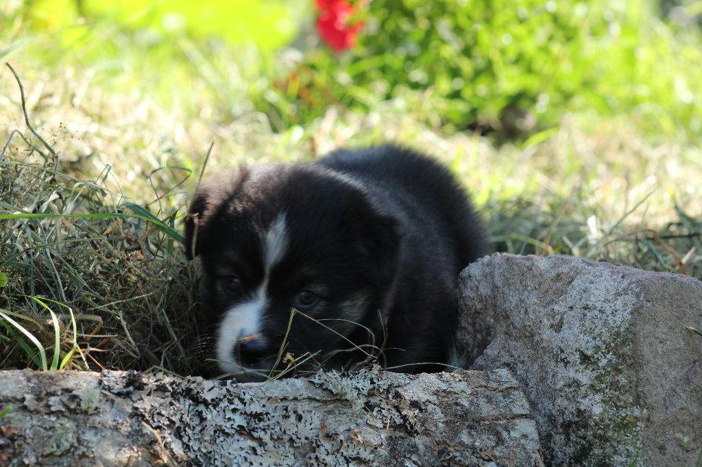 Vrai Chance femelle 4