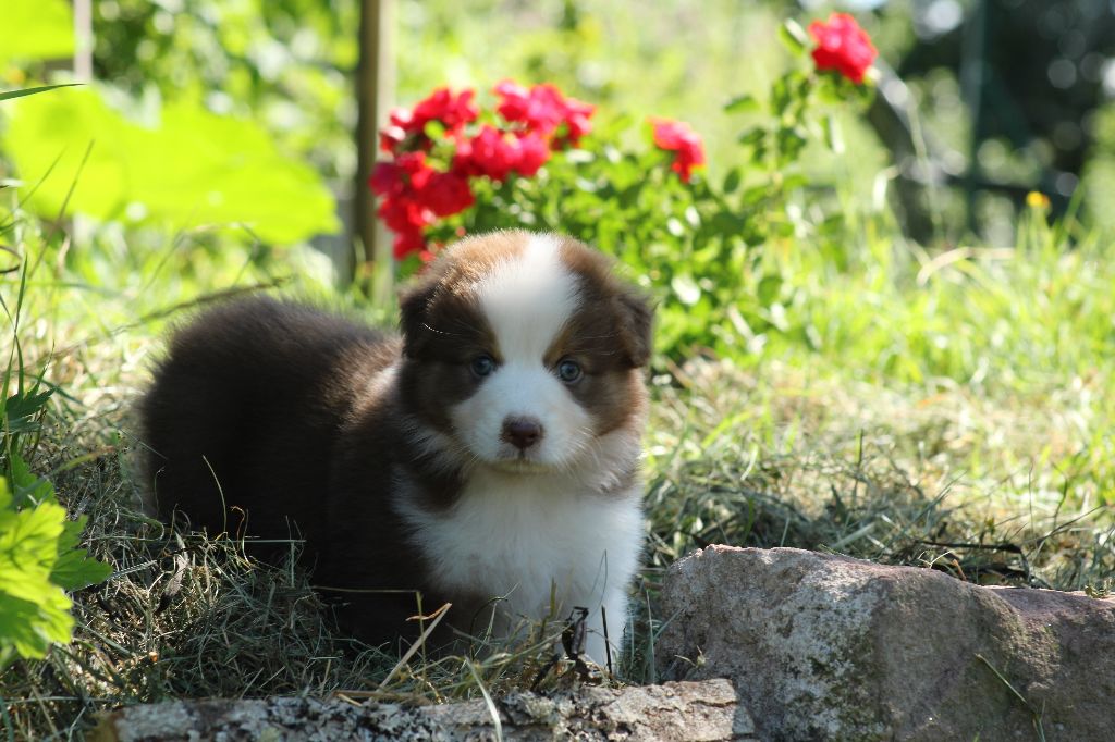 V'là l'Bon Vent Femelle 2