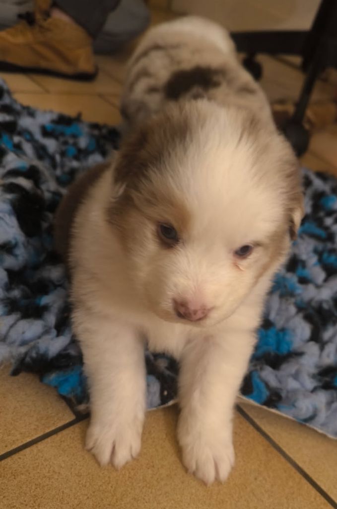 Amande collier marron