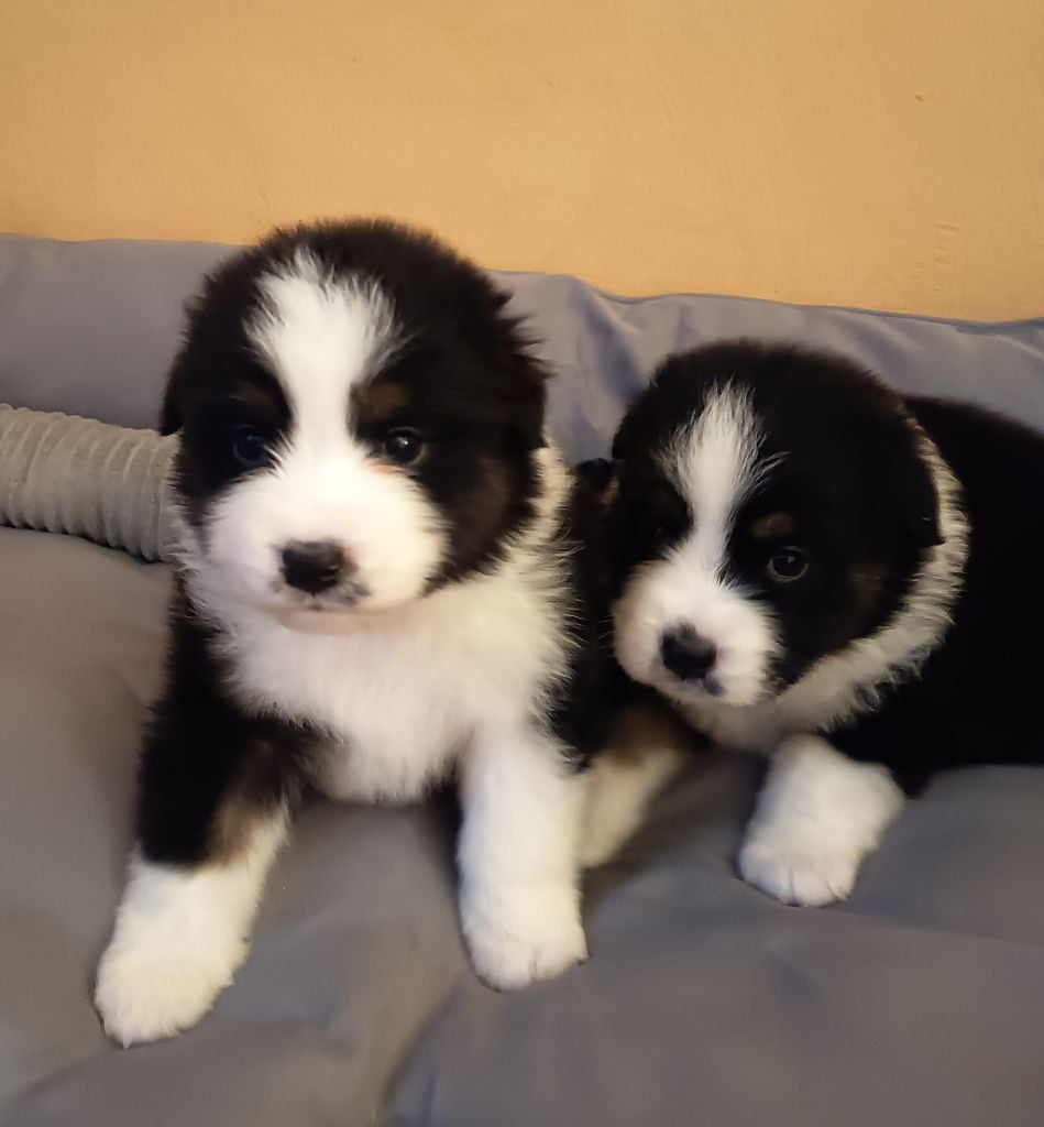 Aloé Vera collier rose