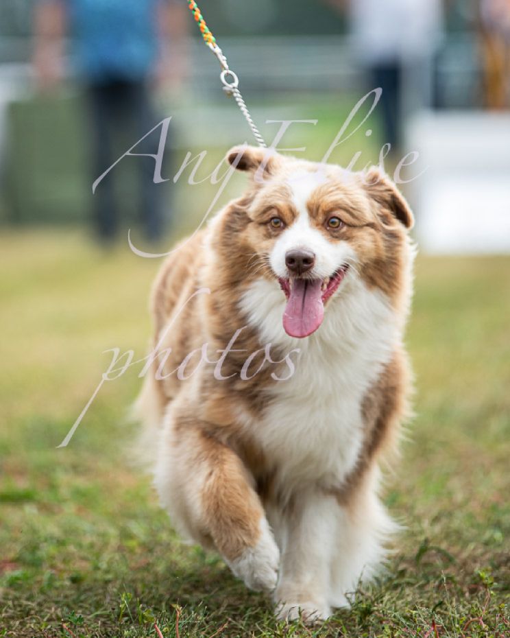 Praline Des Chemins de Saint François - 1ère EXC CACS Meilleur de sexe opposé Meilleur de Race