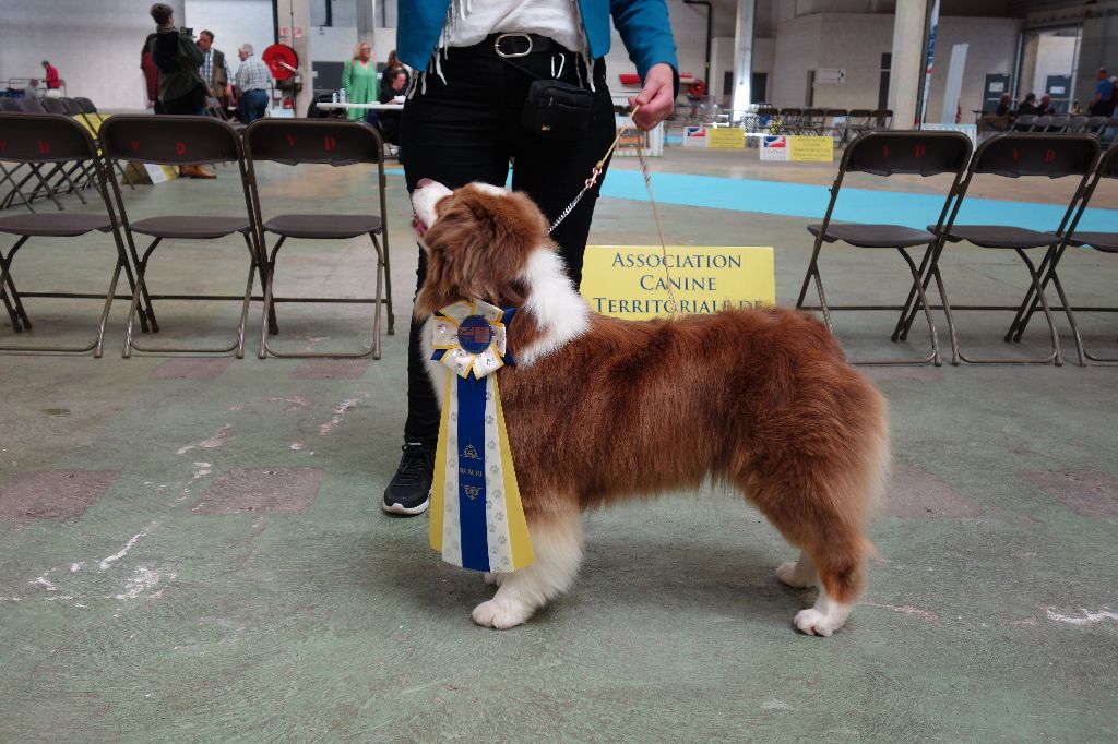 Praline Des Chemins de Saint François - 1ère EXC CACS RCACIB