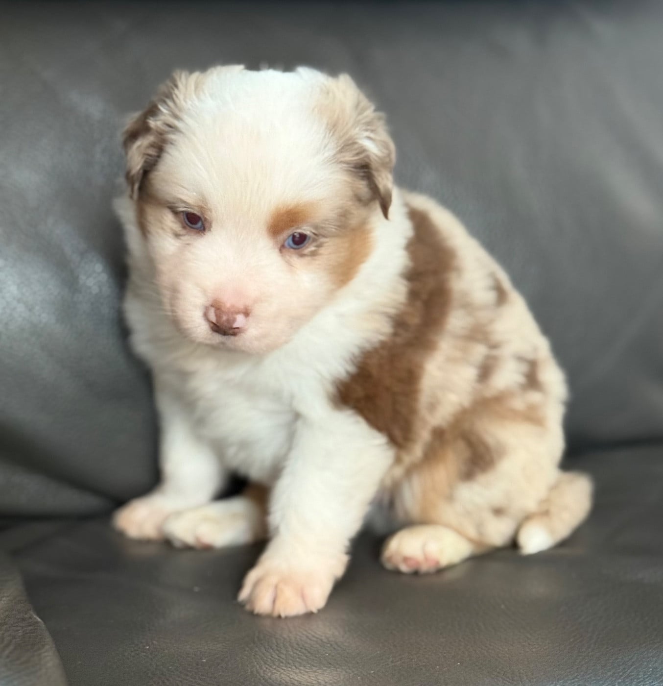 Berger Américain Miniature  - (Sans Affixe)