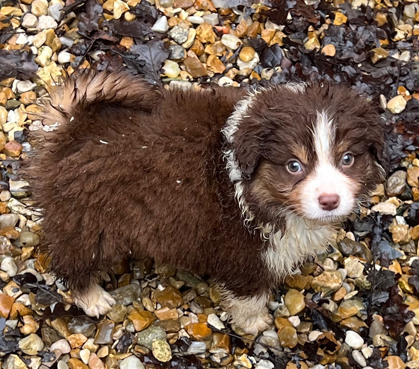 CHIOT 4 - Berger Américain Miniature 