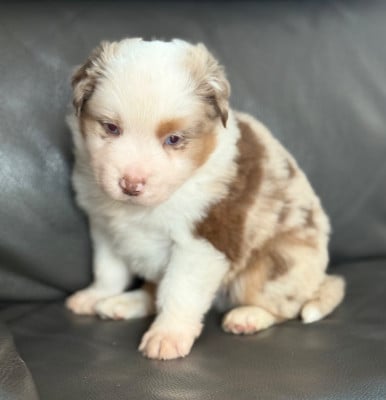 Les chiots de Berger Américain Miniature 