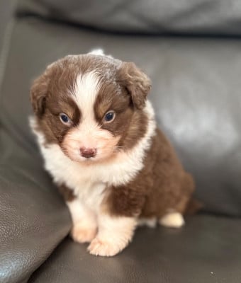 Les chiots de Berger Américain Miniature 