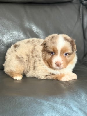 Les chiots de Berger Américain Miniature 