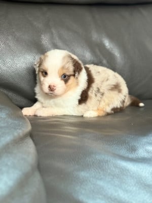 Les chiots de Berger Américain Miniature 