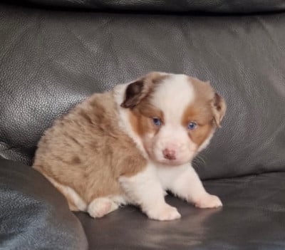 Les chiots de Berger Américain Miniature 