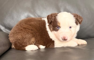 Les chiots de Berger Américain Miniature 