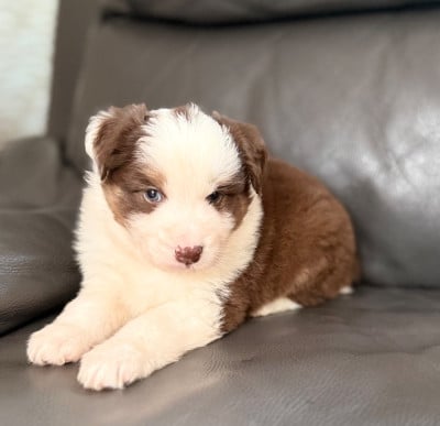 Les chiots de Berger Américain Miniature 