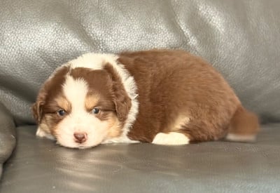 Les chiots de Berger Américain Miniature 