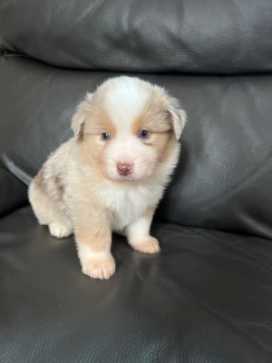 Les chiots de Berger Américain Miniature 