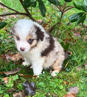 Les chiots de Berger Américain Miniature 