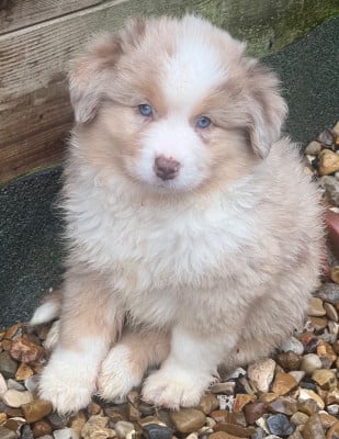 Les chiots de Berger Américain Miniature 