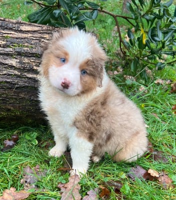 Les chiots de Berger Américain Miniature 