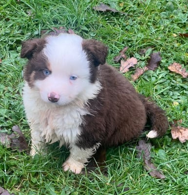 Les chiots de Berger Américain Miniature 