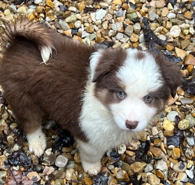 Les chiots de Berger Américain Miniature 