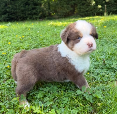 Les chiots de Berger Américain Miniature