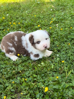 Les chiots de Berger Américain Miniature