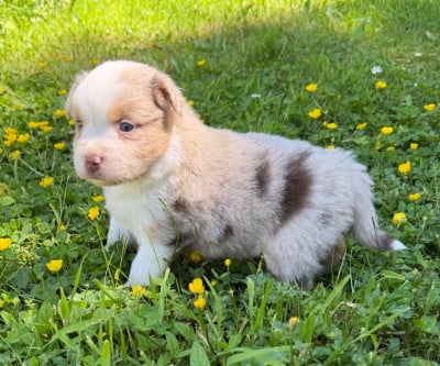 Les chiots de Berger Américain Miniature