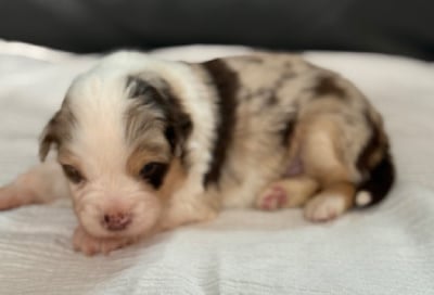 Les chiots de Berger Américain Miniature 