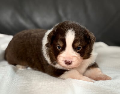 Les chiots de Berger Américain Miniature 