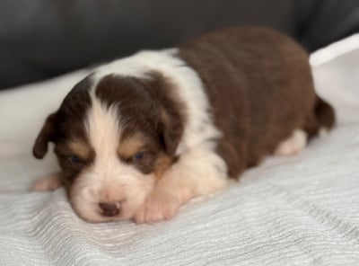 Les chiots de Berger Américain Miniature 