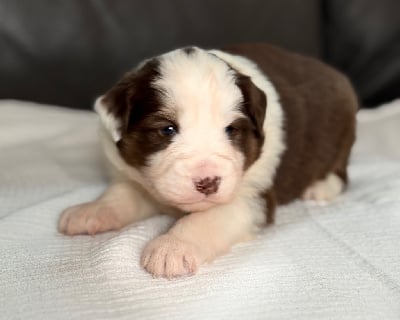 Les chiots de Berger Américain Miniature 
