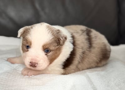 Les chiots de Berger Américain Miniature 